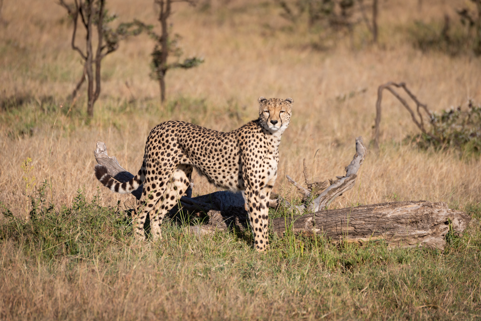Cheetah in the open bushveld