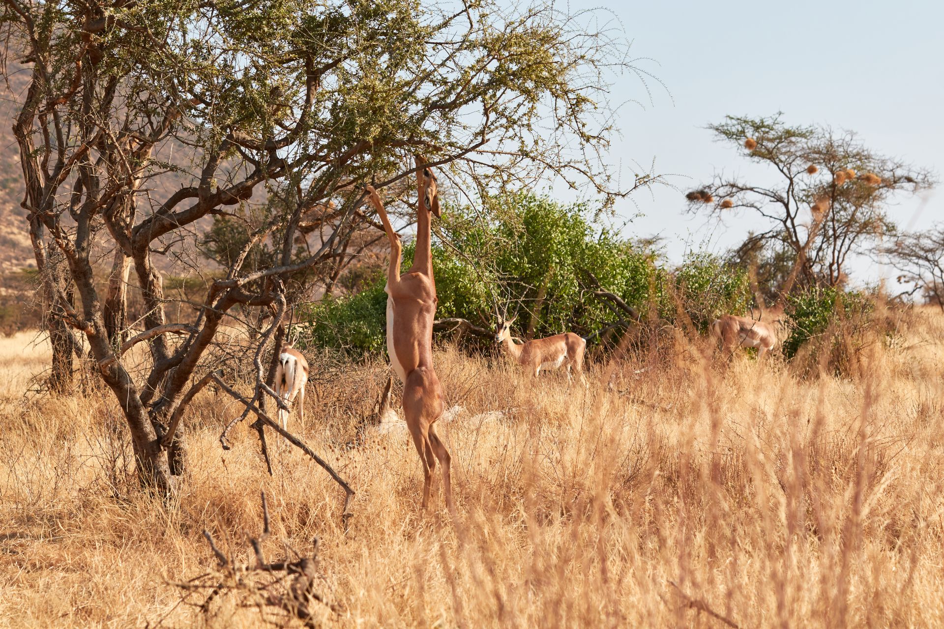 Antelope in the Dinokeng bushveld