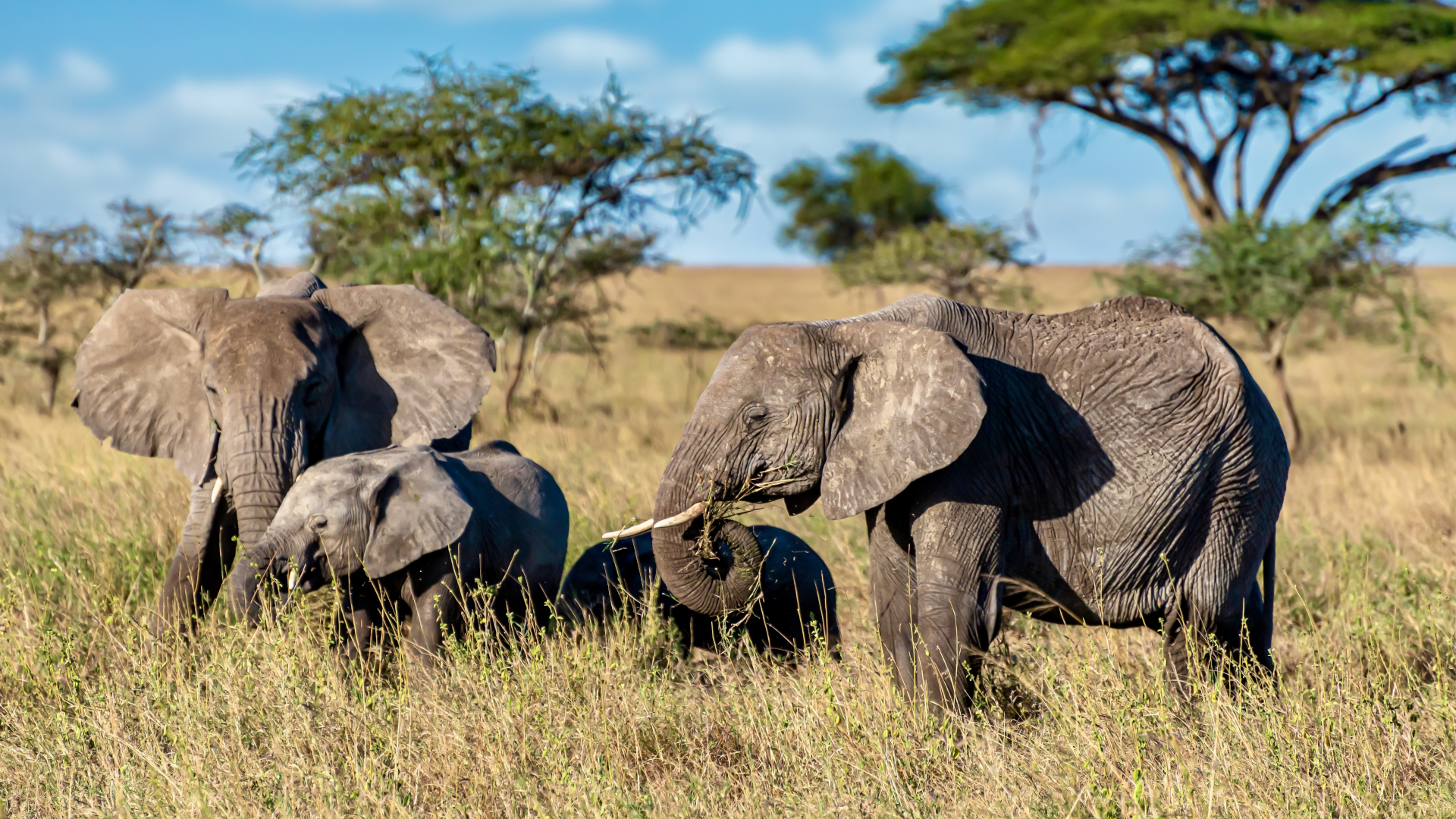 Elephant herd in Dinokeng Game Reserve