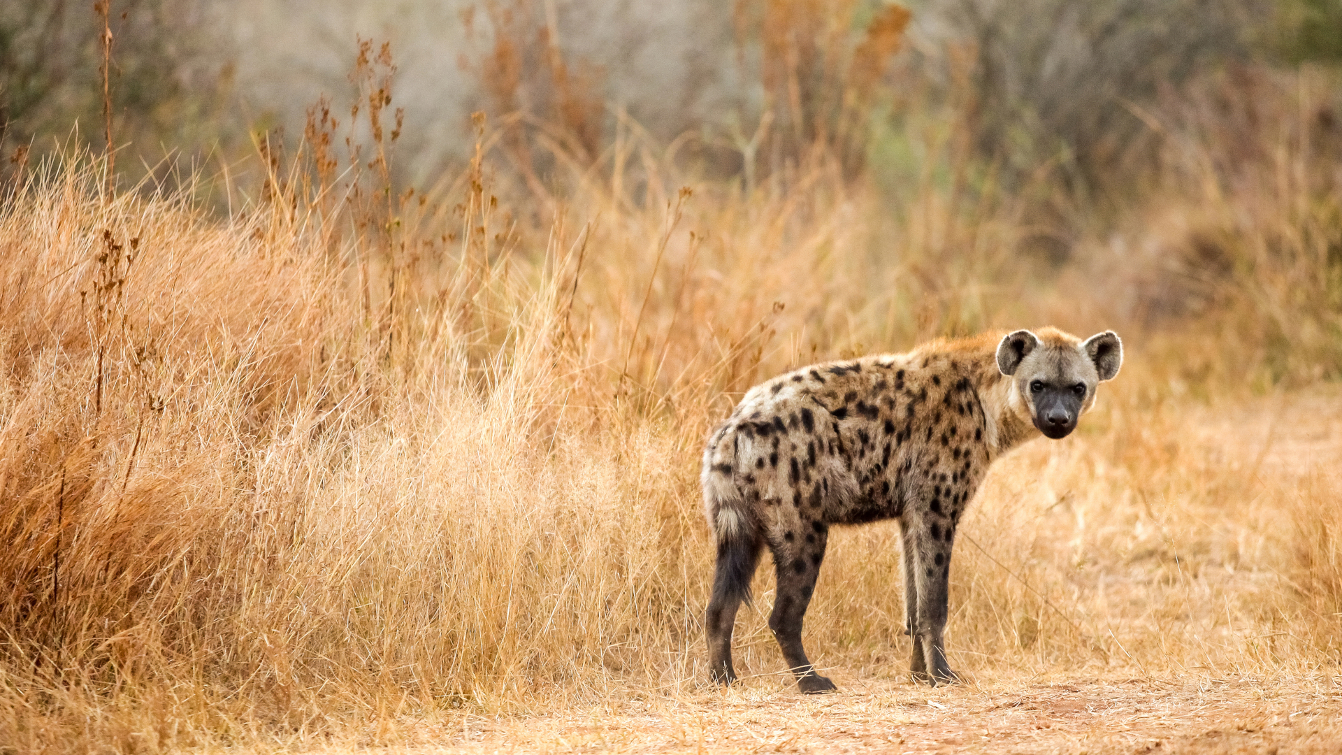 Spotted hyena in Dinokeng
