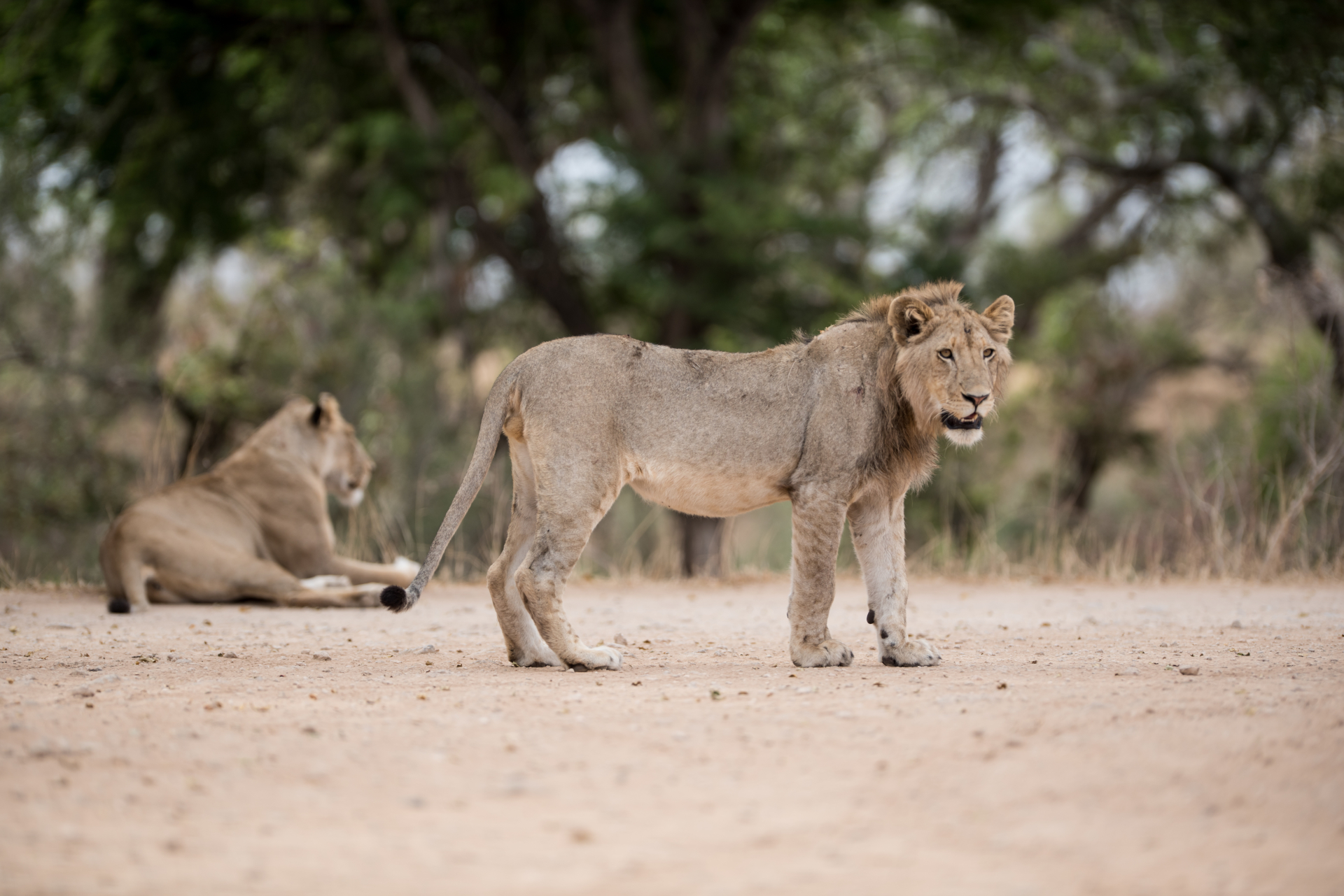 Lion â€” one of Dinokeng's Big Five