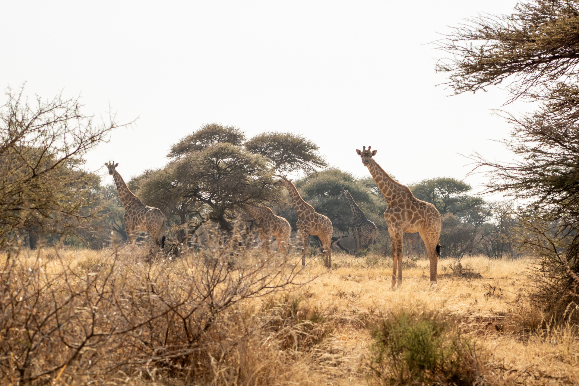 Giraffes on the Dinokeng plains